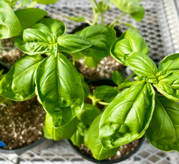 From Seed to Start: Gonzaga’s Hughes Greenhouse Empowers Community