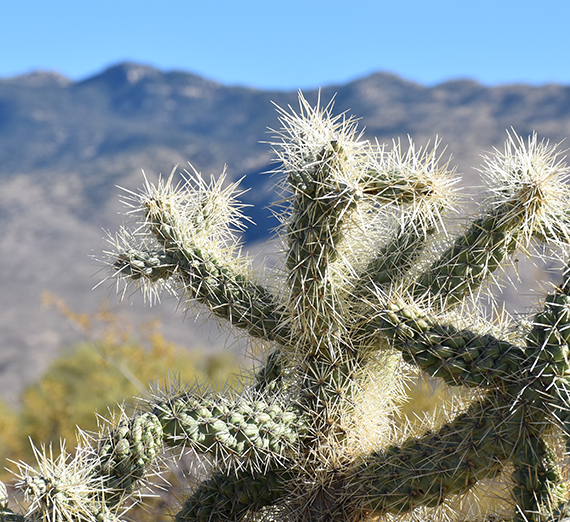 Justice in January: Keeping the Borderlands Wild