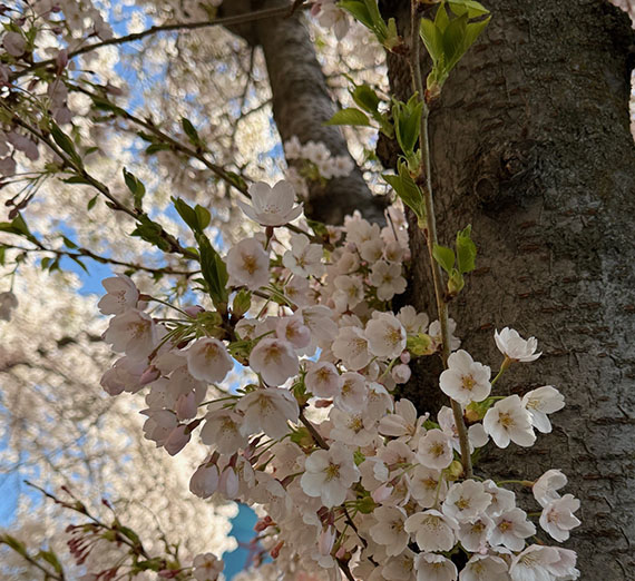 Foley Cherry Blossoms Reach Peak Bloom!