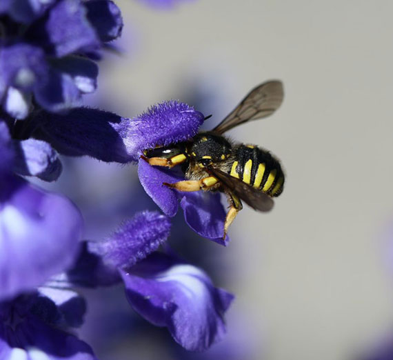 Help Make Gonzaga’s Campus a Happy Place for Native Bees