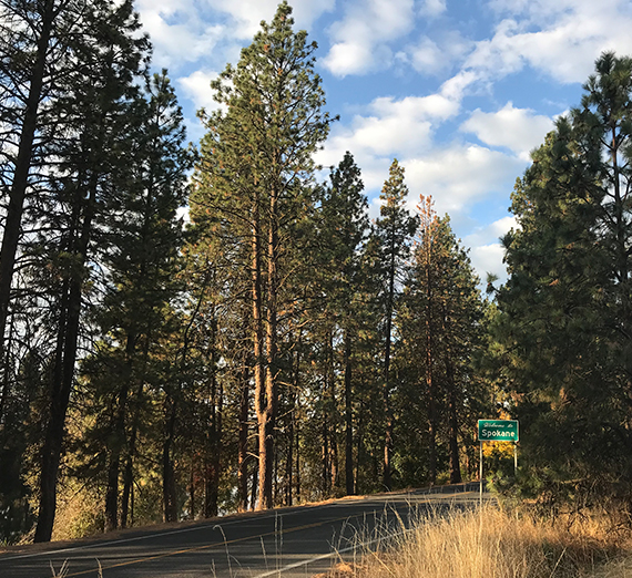 Pining for Spokane
