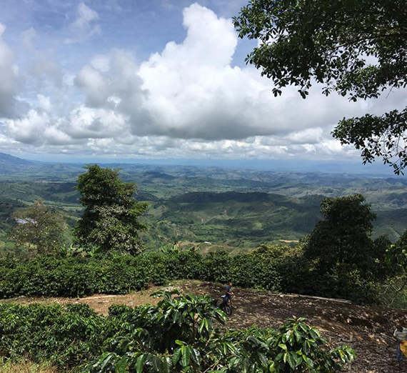 Coffee and Conservation