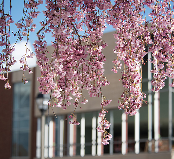 Tips for a Spring Transfer