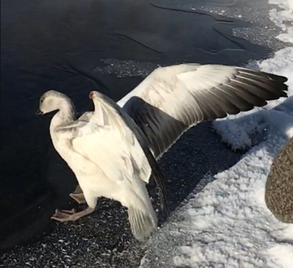 From Tragedy to Takeoff - the last snow goose set free