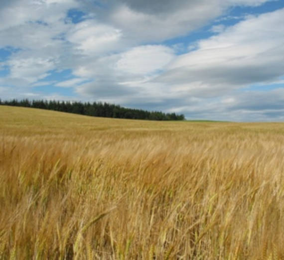 Is Mainstream Sustainability Appropriating Indigenous Knowledge?