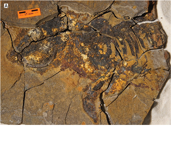 Researchers Find 15- to 16-Million-Year-Old Squirrel Fossil at Clarkia, Idaho Site