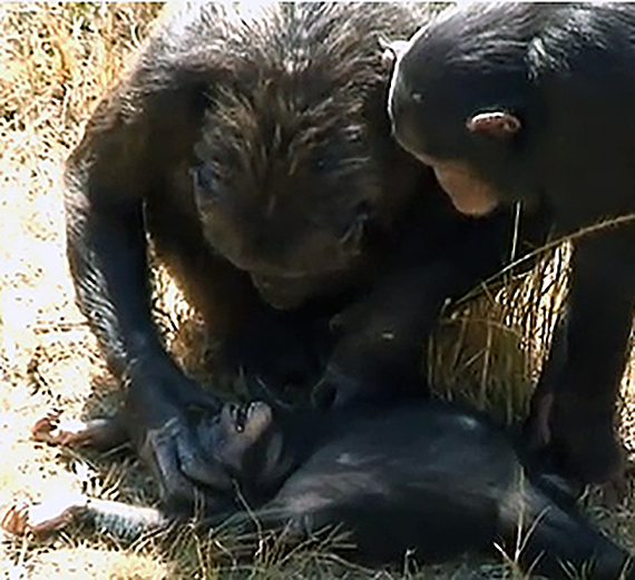 Professor Bodamer, Colleagues Publish Findings on Chimpanzees
