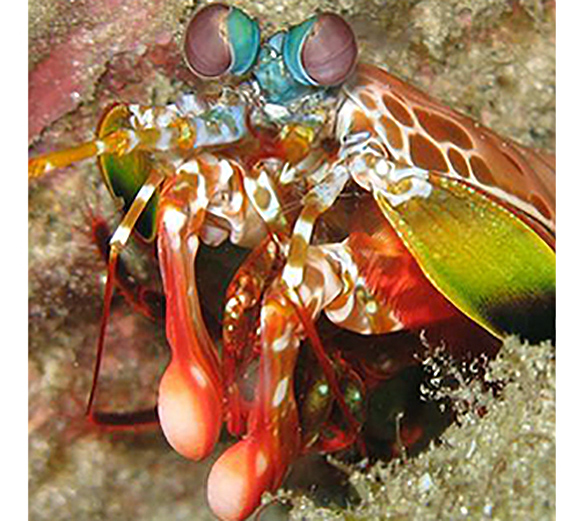 Professor Swanson Co-Authors Study of Super Tough Crustacean